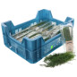 ANETH GROSBUSCH 12X20G